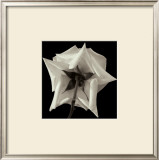 Buy Rose VIII at AllPosters.com