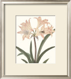 Buy Amaryllis at AllPosters.com