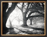 Buy Oak Alley, Light and Shadows at AllPosters.com