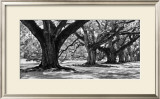 Buy Majestic Oaks I at AllPosters.com