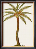 Buy Coconut Palm Tree at AllPosters.com