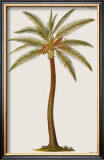 Buy Coconut Palm Tree at AllPosters.com