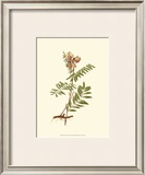 Native Beauty IV