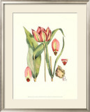 The Tenacious Tulip I