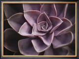 Buy Echeveria I at AllPosters.com