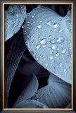 Buy Lien at AllPosters.com