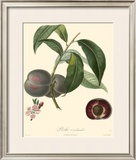Buy Plums at AllPosters.com