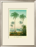 Buy Coco Palm at AllPosters.com