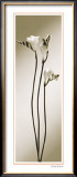 Buy Fressia at AllPosters.com