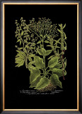 Buy Weinmann Botanical on Black V at AllPosters.com