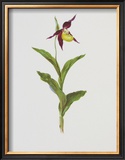 Buy Lady's Slipper at AllPosters.com