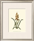 Buy Antique Hyacinth IX at AllPosters.com