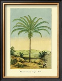 Buy Maximiliana Palm at AllPosters.com