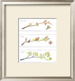 Buy Spring Branches at AllPosters.com