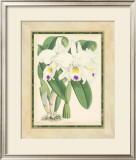 Fitch Orchid III