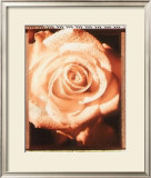 Buy Beautiful Flower II at AllPosters.com
