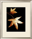Buy Double Maple Leaf at AllPosters.com