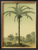 Buy Astrocaryum Palm at AllPosters.com
