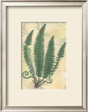 Buy Forest Sword Fern at AllPosters.com