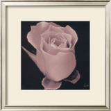 Buy Rose at AllPosters.com