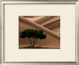 Buy Acacia at AllPosters.com