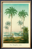 Buy Coco Palm at AllPosters.com