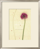 Buy Allium at AllPosters.com