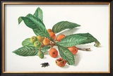 Buy Medlar and Fruit at AllPosters.com