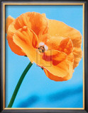 Buy Perfect Day at AllPosters.com
