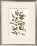 Buy Sepia Exotics I at AllPosters.com