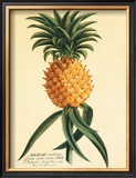 Buy Ho'okipa at AllPosters.com
