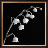 Buy Spring Bells II at AllPosters.com