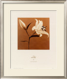 Buy Lily at AllPosters.com