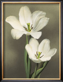 Tulipani