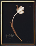 Buy Tulip at AllPosters.com