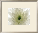 Buy Pureness at AllPosters.com