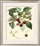 Buy Cherries at AllPosters.com