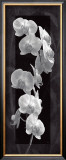 Buy Orchid Opulence I at AllPosters.com