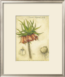 Buy Crown Imperial Lily at AllPosters.com