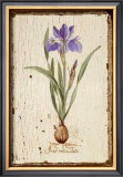 Buy Iris Reticulata at AllPosters.com