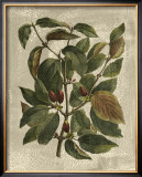 Buy Deshayes Tree II at AllPosters.com