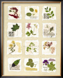 Buy Kent Garden Fragments at AllPosters.com