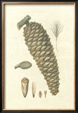 Crackled Woodland Pinecones IV