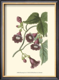 Buy Blossoming Vine V at AllPosters.com