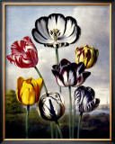 Buy Tulips at AllPosters.com