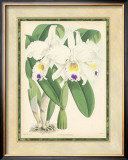 Fitch Orchid III