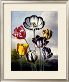 Buy Tulips at AllPosters.com