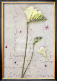 Buy Freesia at AllPosters.com