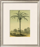 Buy Astrocaryum Palm at AllPosters.com
