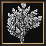 Buy Simplicity at AllPosters.com